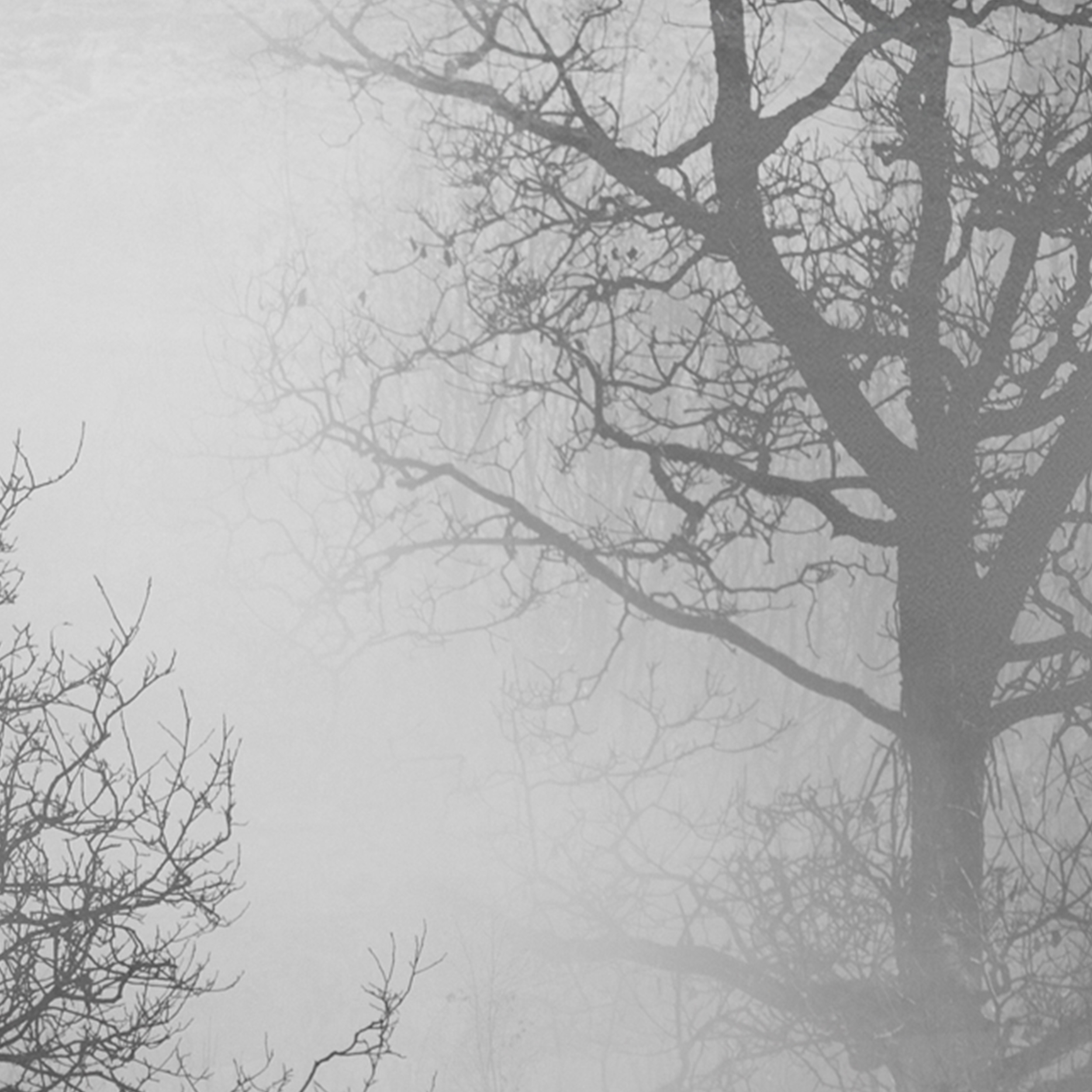 Toile Photos Wolf Nature Forêt Brouillard Art pression peintures murales XXL salon 5 pièces