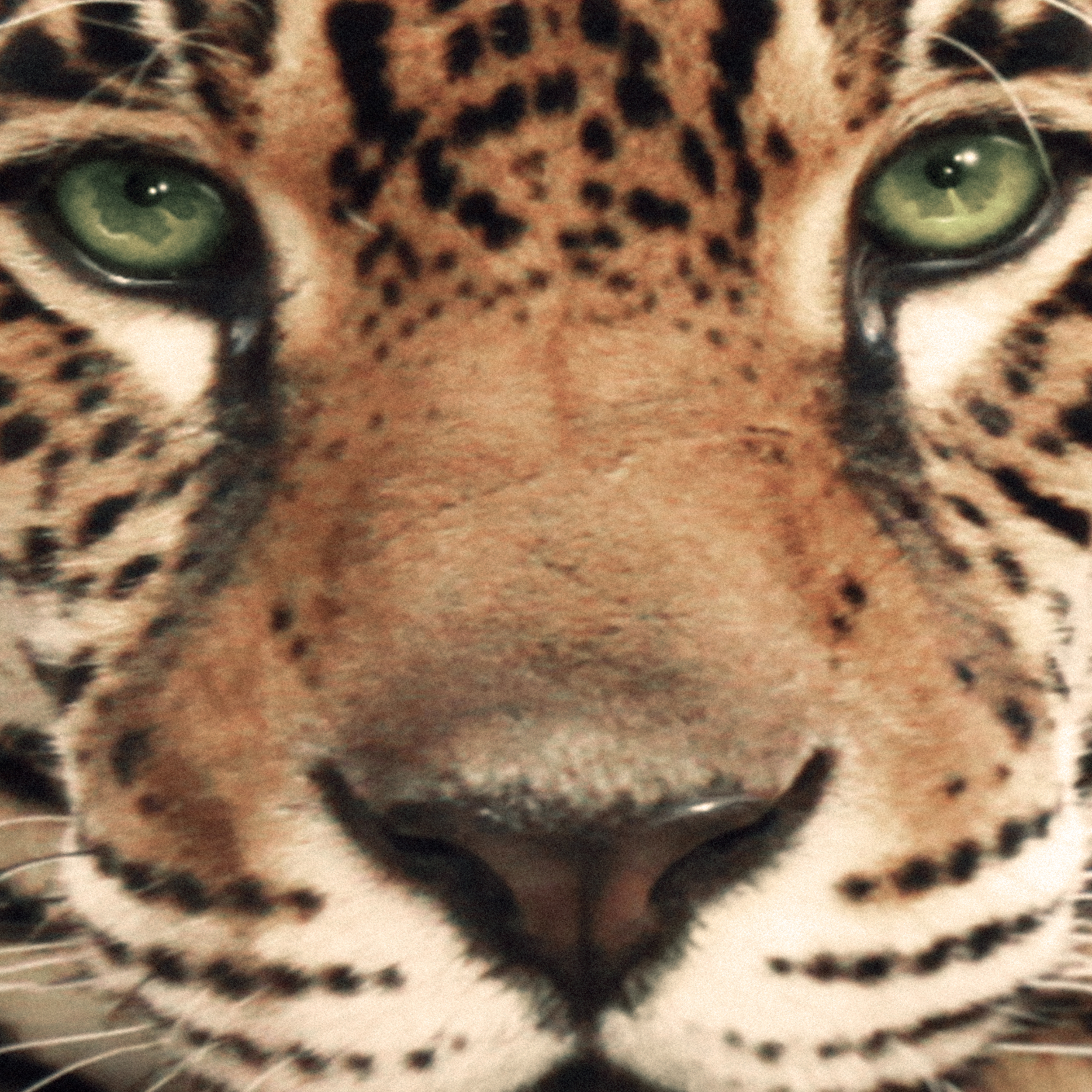 Gepard Vlies Leinwand DEKO BILDER Wandbilder XXL Wohnzimmer Druck Wildkatze Groß