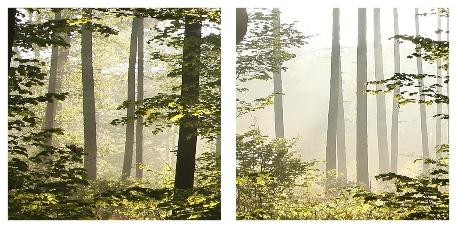 Wald Natur Landschaften VLIES LEINWAND DEKO BILDER WANDBILDER XXL WOHNZIMMER - Bild 5 von 8