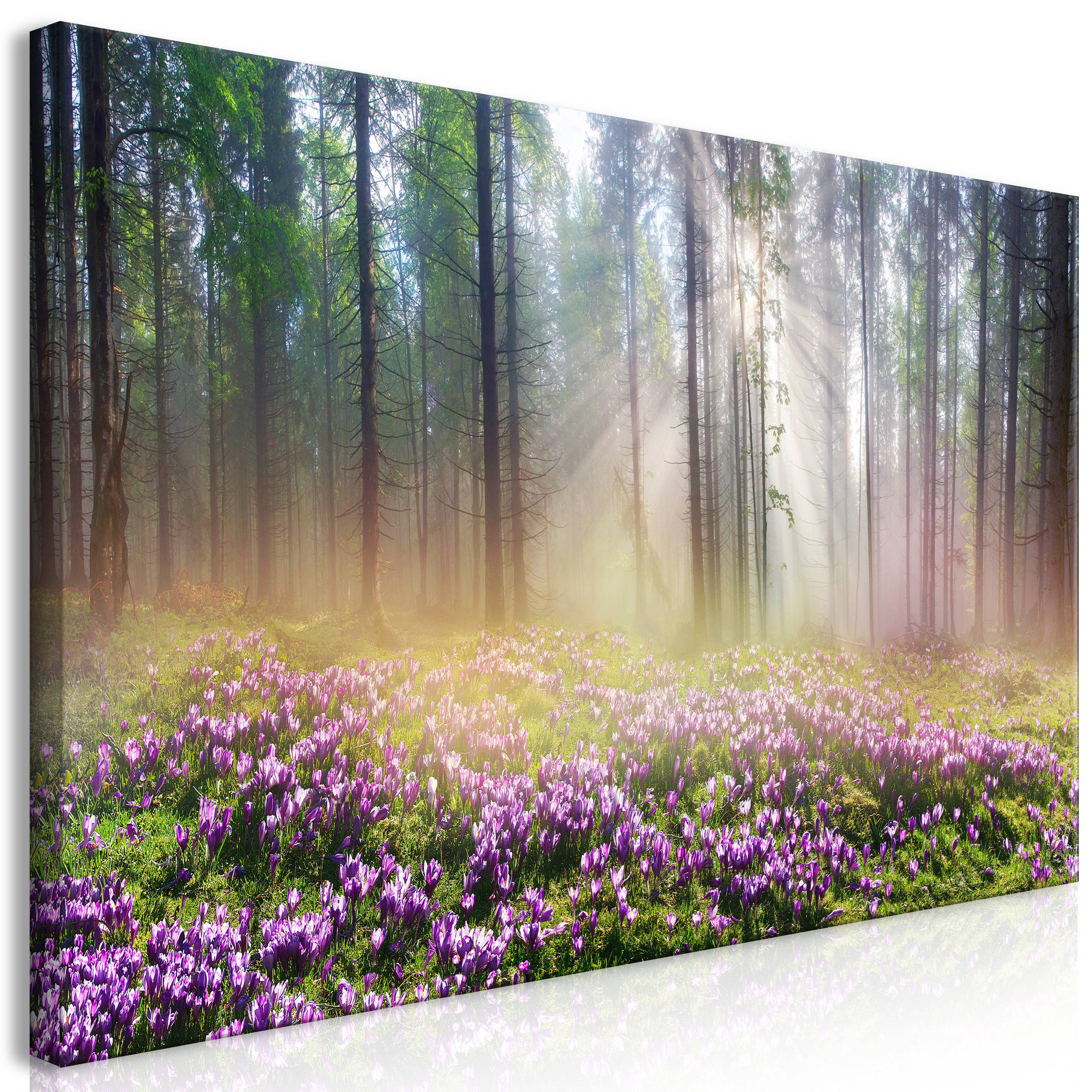 Leinwandbild Kunst-Druck 100x50 Bilder Landschaften Wald in der Sonne 