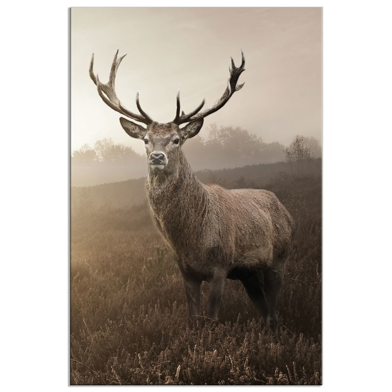 Leinwandbild Kälbchen 60x60cm - Sepia Druck Auf Keilrahmen Wanddekoration