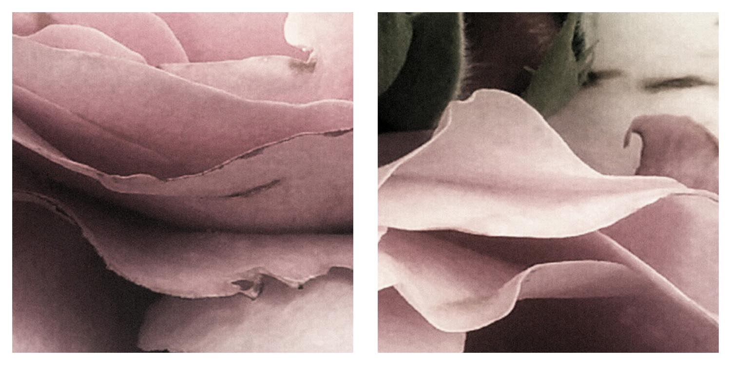 Blumen Mohnblumen Pflanzen VLIES DEKO WANDBILDER WOHNZIMMER LEINWAND | BILDER XXL eBay