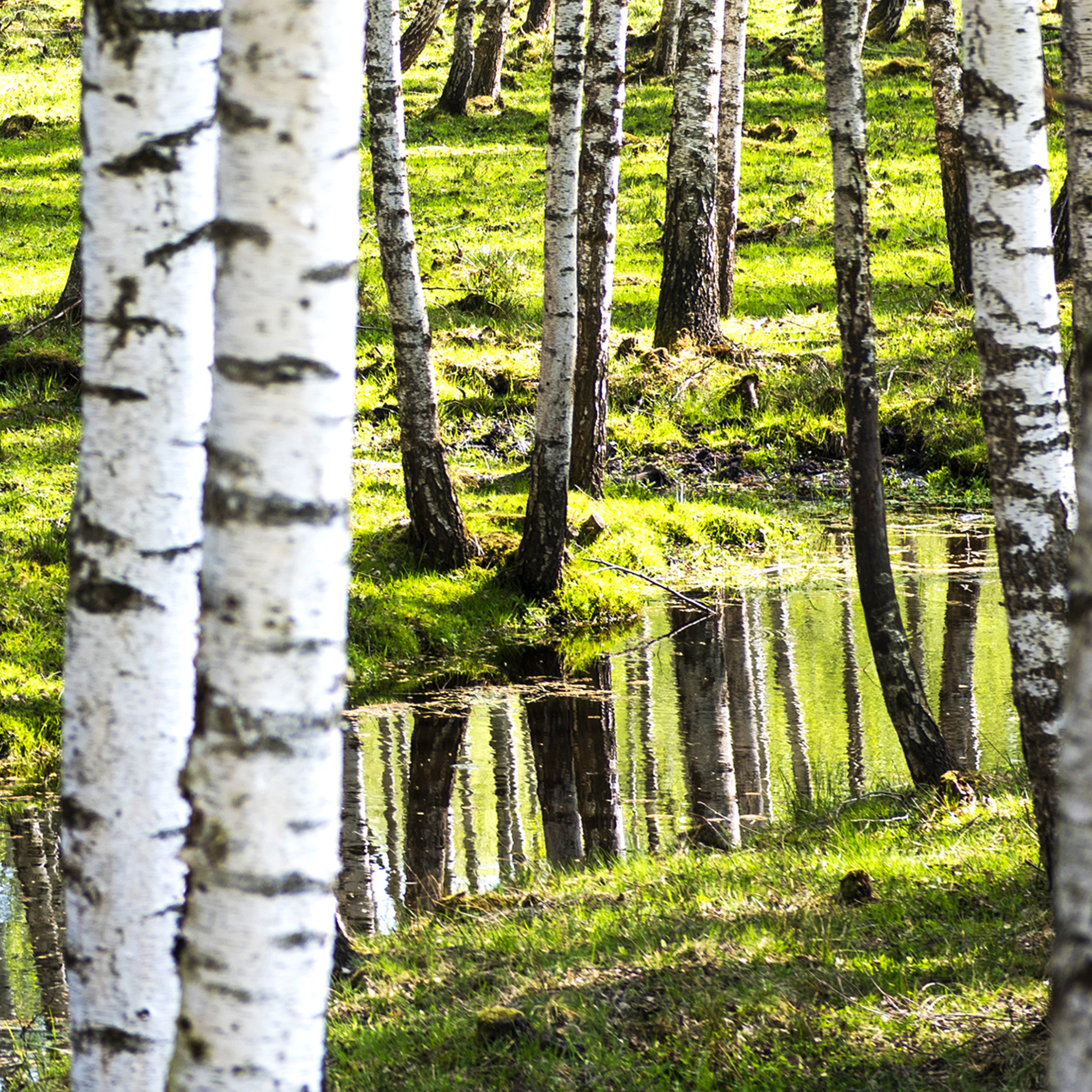 Natur Wald Landschaft Design VLIES LEINWAND DEKO BILDER WANDBILD XXL WOHNZIMMER