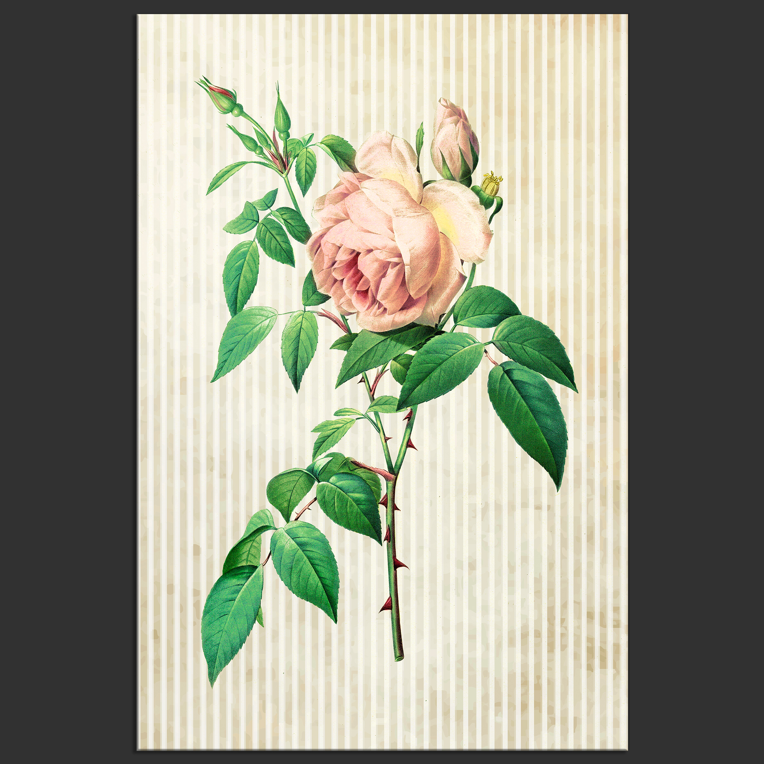 Leinwand Bilder Blumen Rose rosa vintage beige Retro Antike Antik