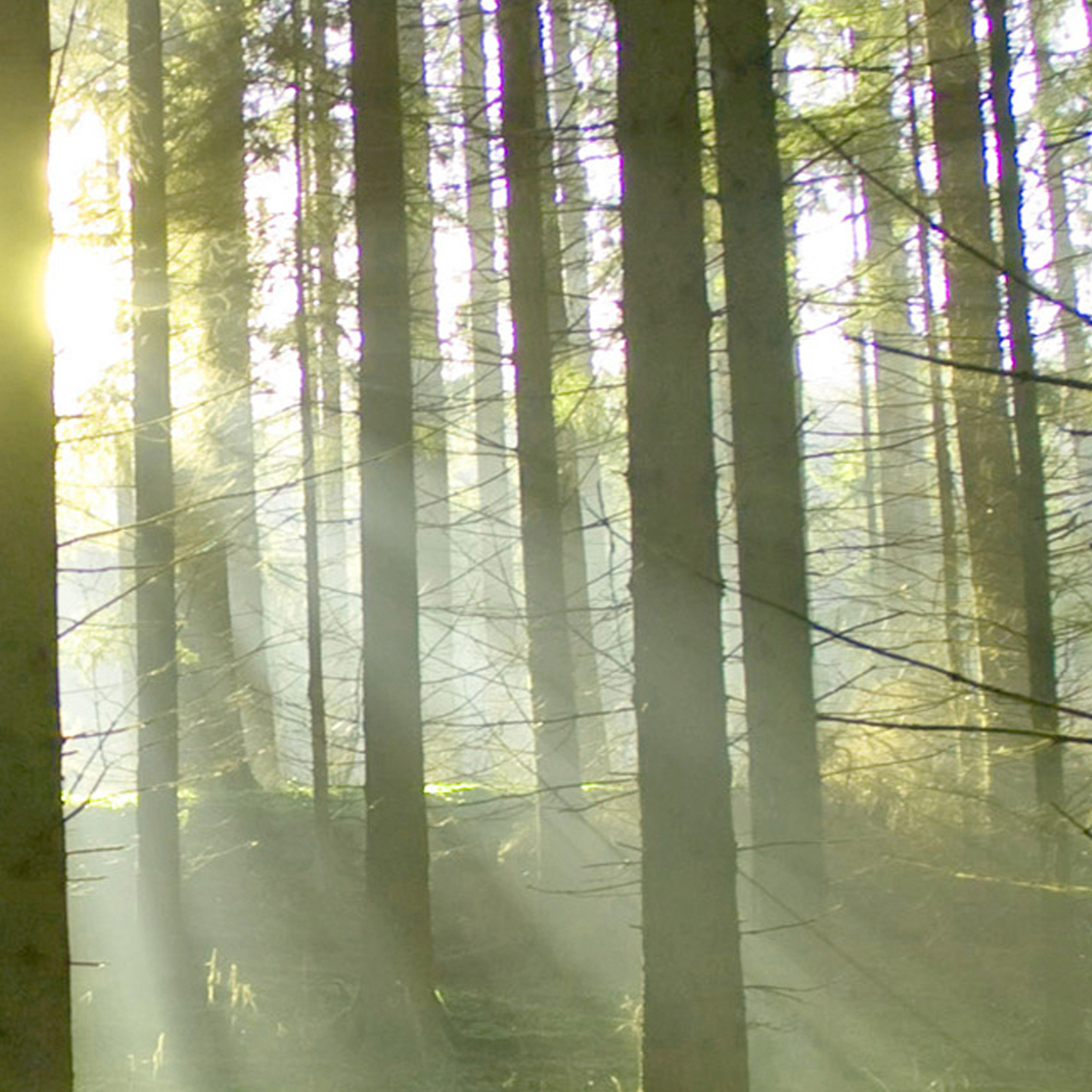 Pflanzen Blätter Natur Laub VLIES LEINWAND DEKO BILDER WANDBILD XXL