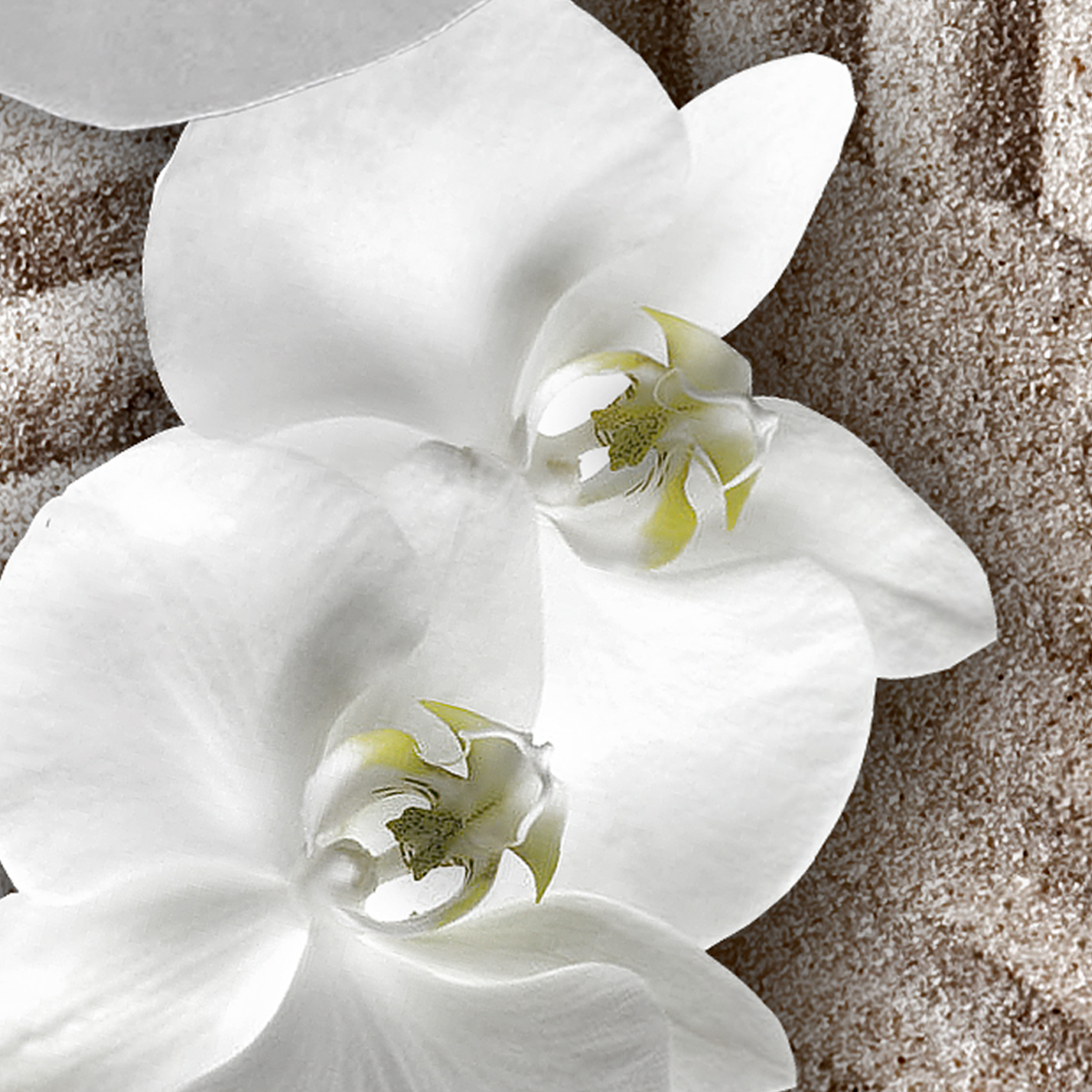LEINWAND Deko Bild Blumen Orchidee Schnur WAND BILDER XXL ABSTRAKT Druck Natur