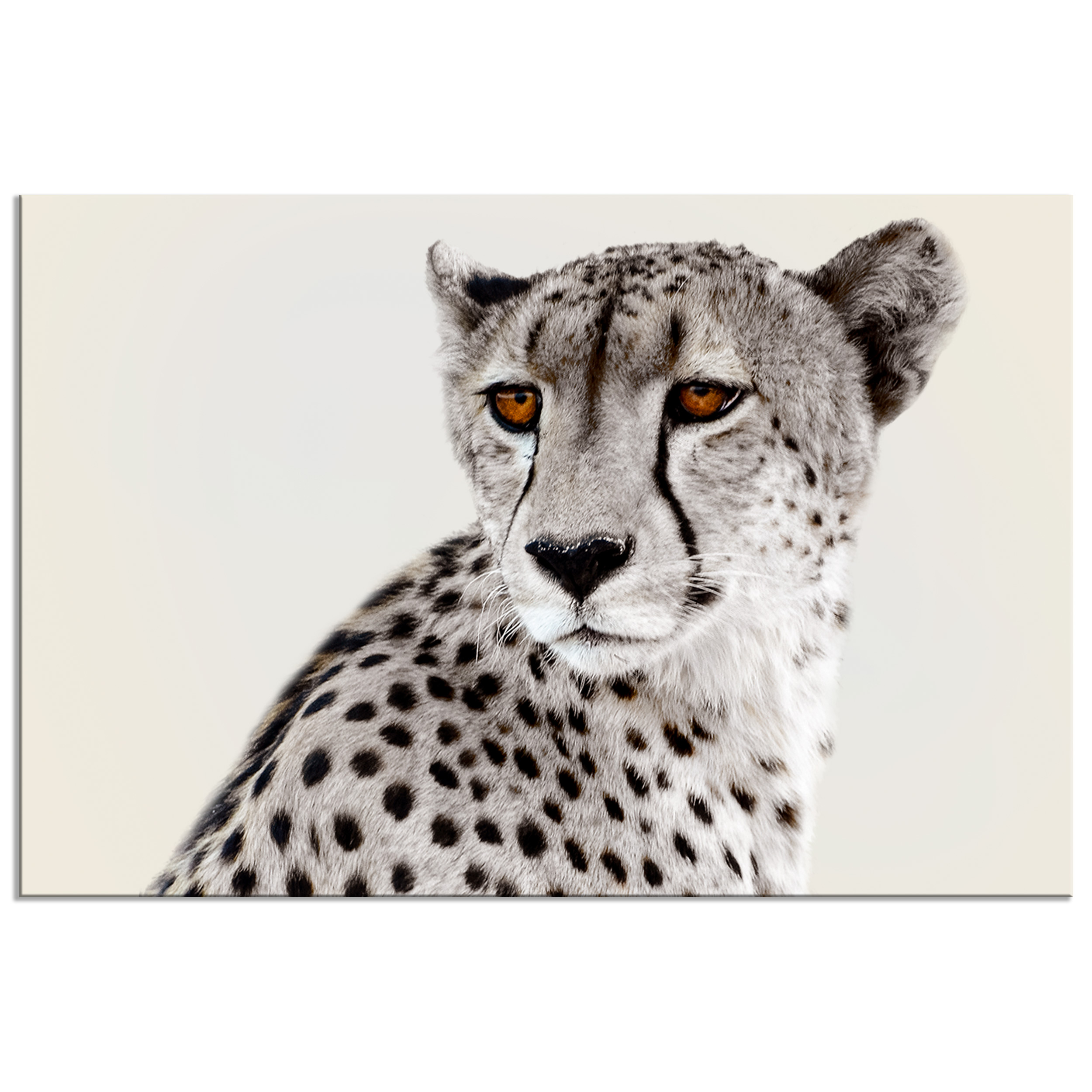 Gepard Vlies Leinwand DEKO BILDER Wandbilder XXL Wohnzimmer Druck Wildkatze Groß