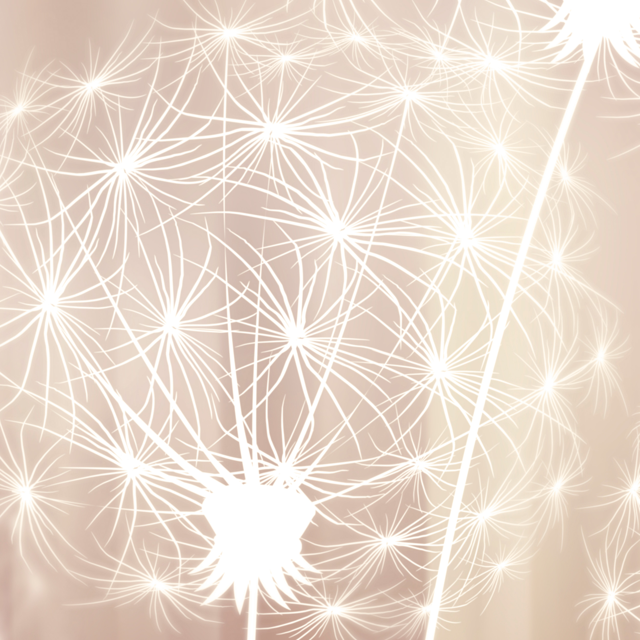Blumen Pusteblume Beton VLIES FOTOTAPETE 3D WOHNZIMMER TAPETE WANDBILD XXL - Bild 12 von 21