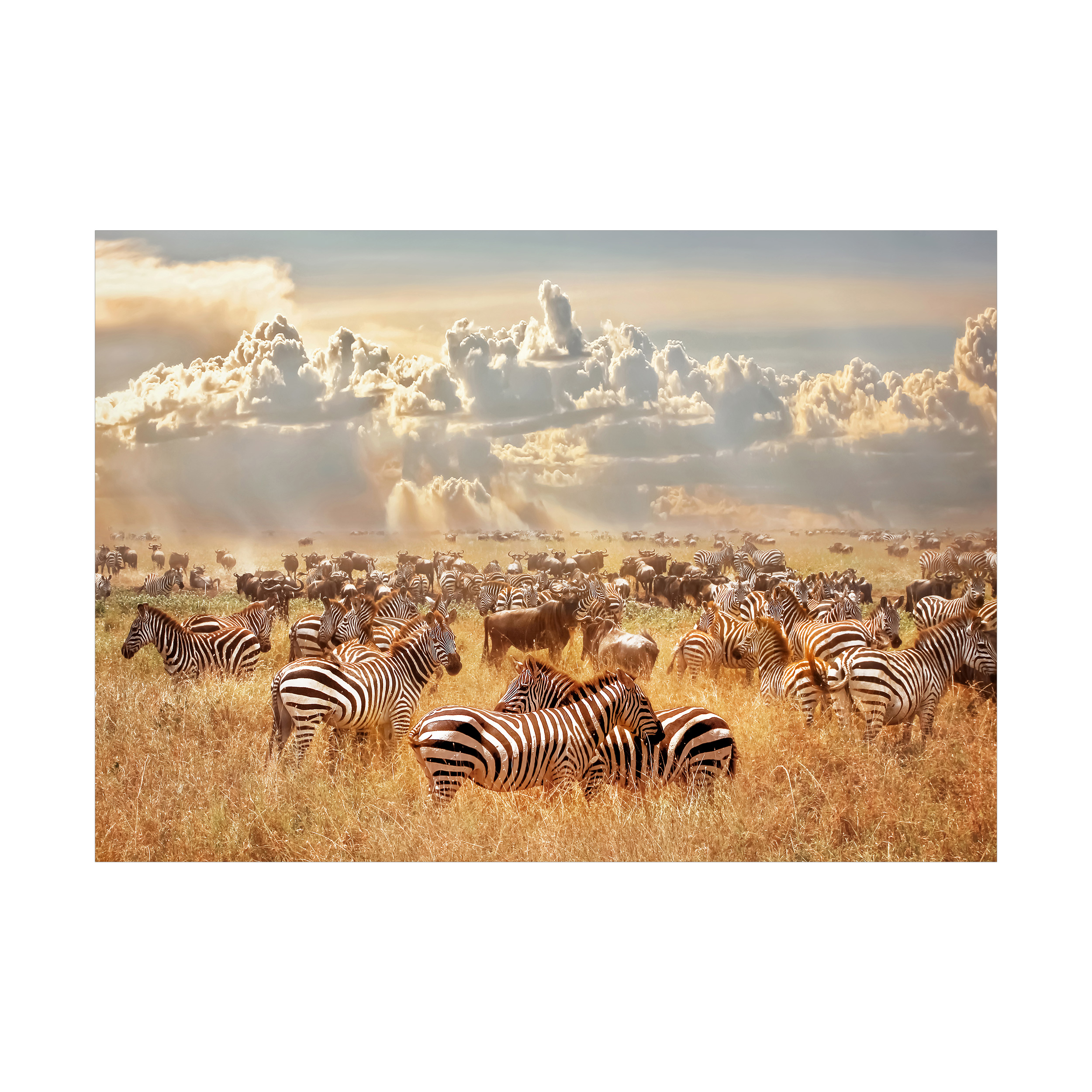 Savanne VLIES Fototapete Tapeten XXL Wanddeko Wohnzimmer Zebra Afrika