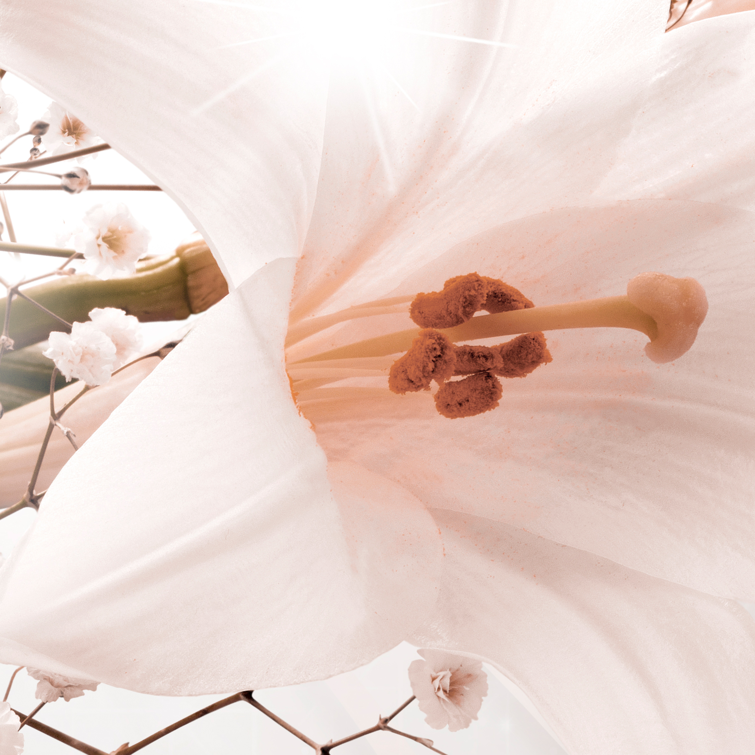 Blumen Lilien 3D Effekt VLIES FOTOTAPETE 3D WOHNZIMMER TAPETE WANDBILD XXL - Bild 11 von 12